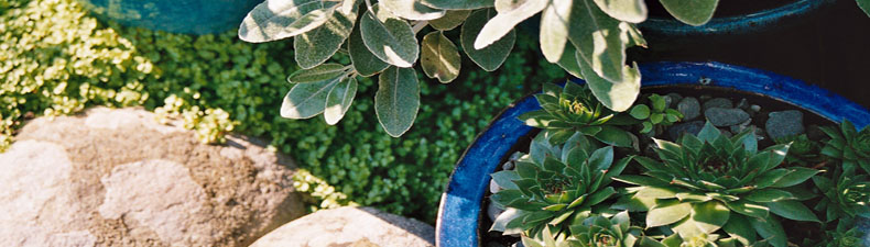 Garden detail