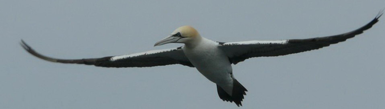 Gannet
