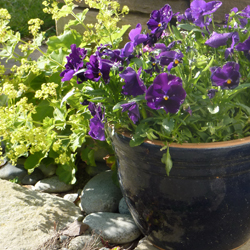 Planting highlight