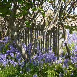 Bluebells under the trees in May