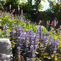 Summer planting