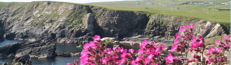 Campion on the cliffs